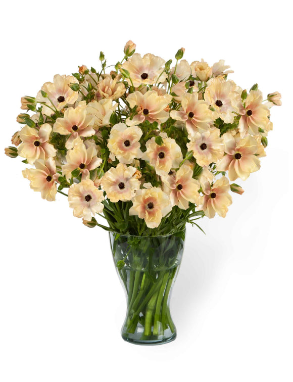 Renoncule Butterfly Hestia