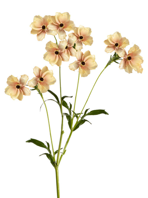 Renoncule Butterfly Hestia floraison printanière