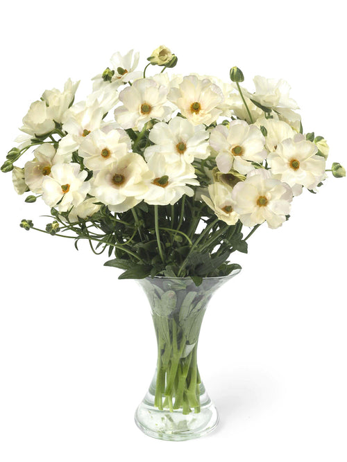 Renoncule Butterfly Keramos