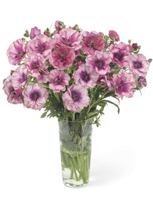 Renoncule Butterfly Thiva