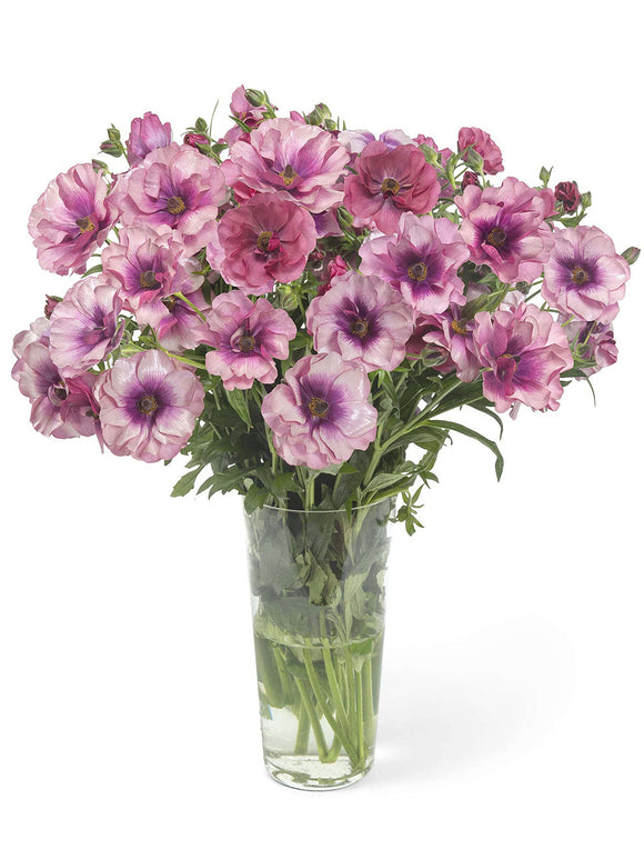 Renoncule Butterfly Thiva