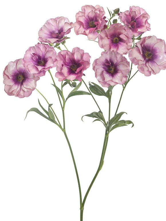 Renoncule Butterfly Thiva floraison printanière