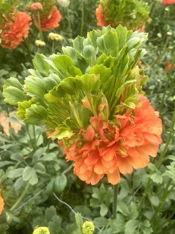 Renoncule Crown Nervion®