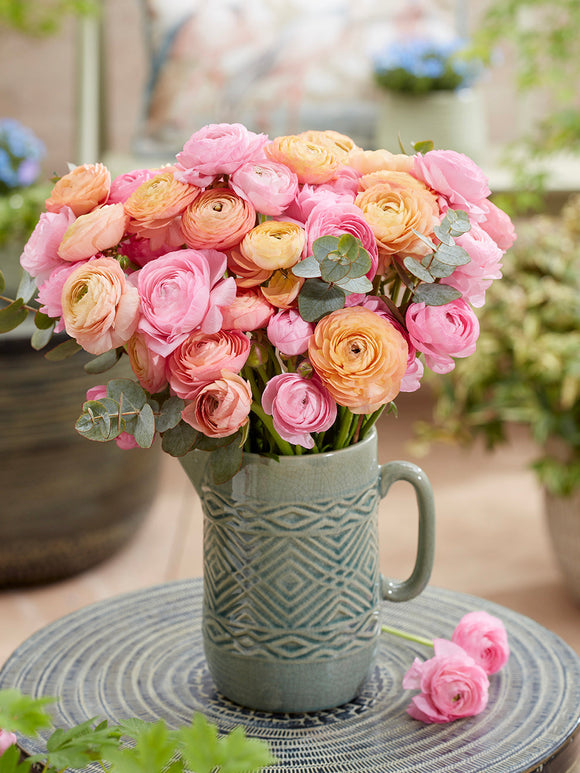 Acheter Renoncule Pauline Pastel