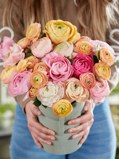 Renoncule Pauline Pastel