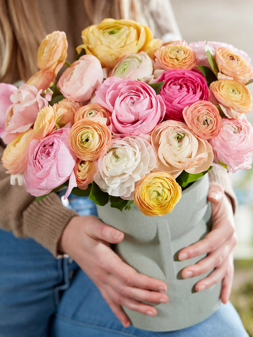 Renoncule Pauline Pastel