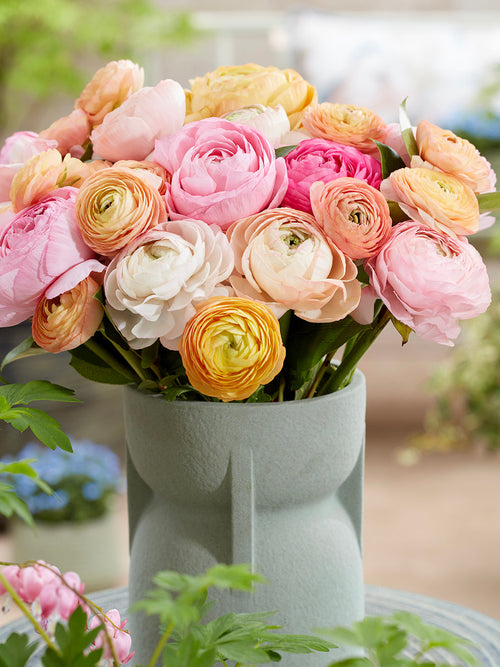 Renoncule Pauline Pastel