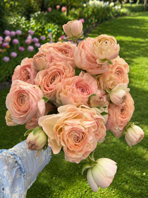 Renoncule Romance™ Ferrand