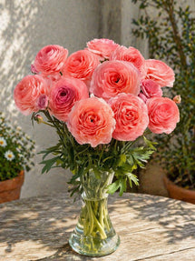 Renoncule Romance™ Nohant