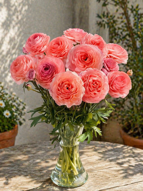Renoncule Romance™ Nohant