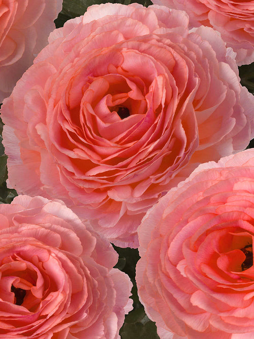 Renoncule Romance™ Nohant