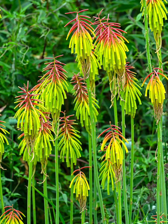 Kniphofia (Tison de Satan, Tritoma) Rufa Rasta