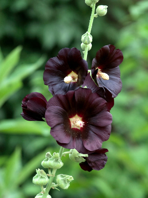 Rose trémière noire - Alcea rosea Nigra