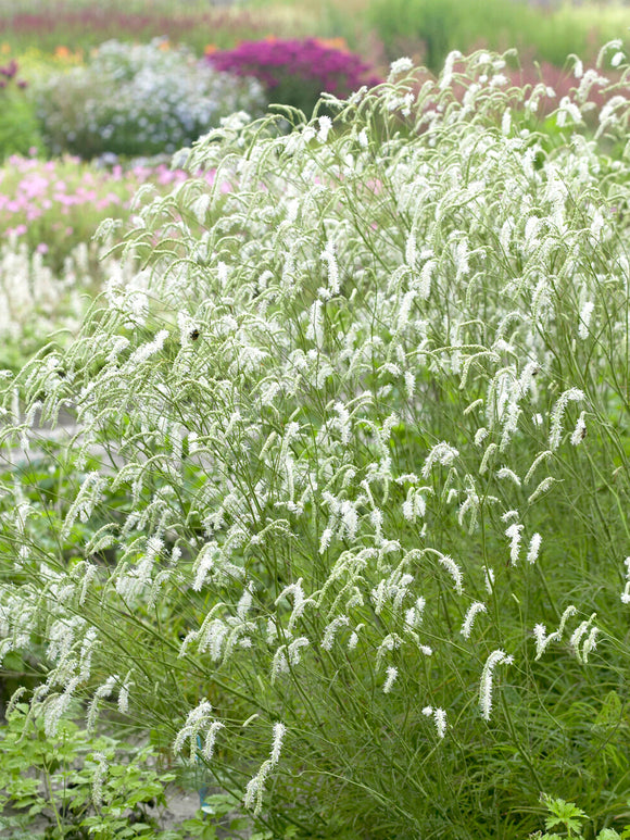 Fleurs blanches délicates de Sanguisorba albiflora