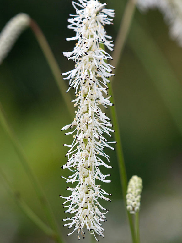 Sanguisorba ‘All Time High’, pimprenelle vivace à hautes tiges florales