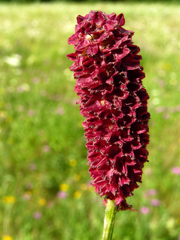 Sanguisorba (Pimprenelle)