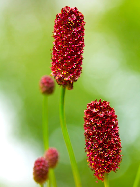 Sanguisorba (Pimprenelle)