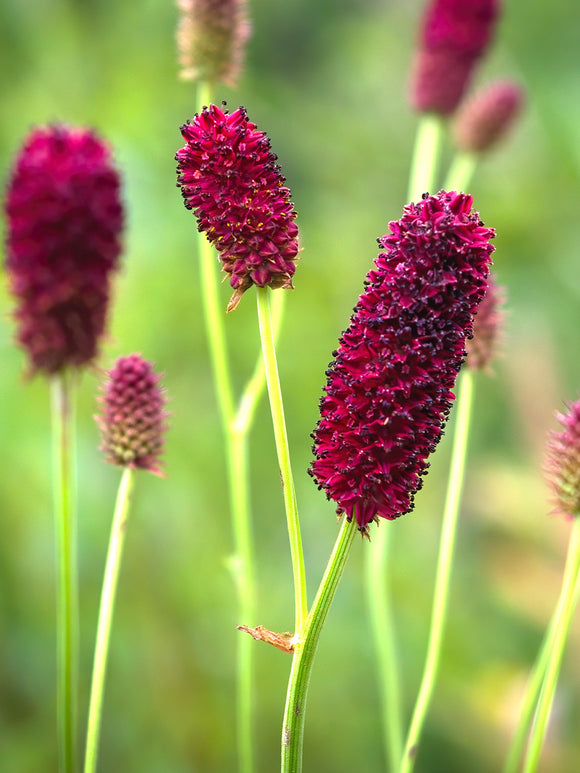 Sanguisorba (Pimprenelle)