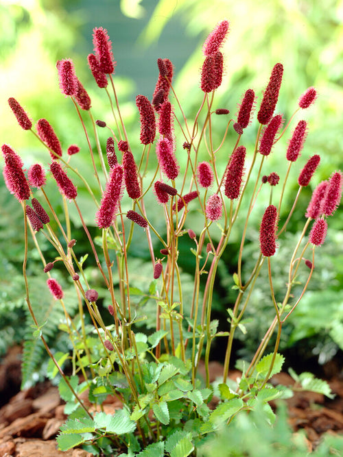 Sanguisorba (Pimprenelle)