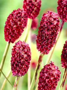 Sanguisorba (Pimprenelle)