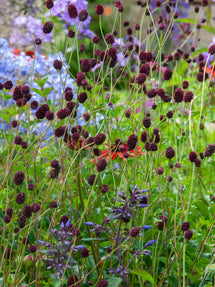 Sanguisorba Chocolate Tip (Pimprenelle)