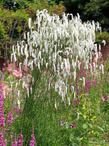 Sanguisorba Korean Snow (Pimprenelle)