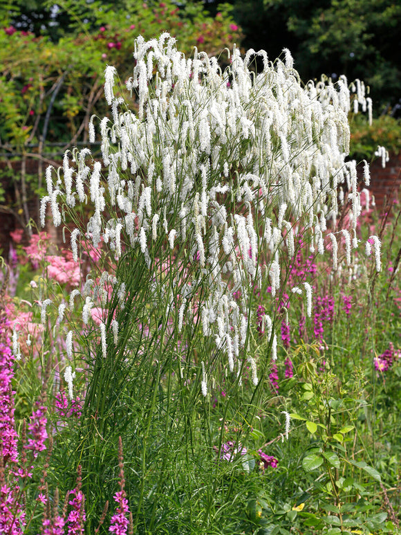 Sanguisorba ‘Korean Snow’, pimprenelle vivace aux fleurs blanches