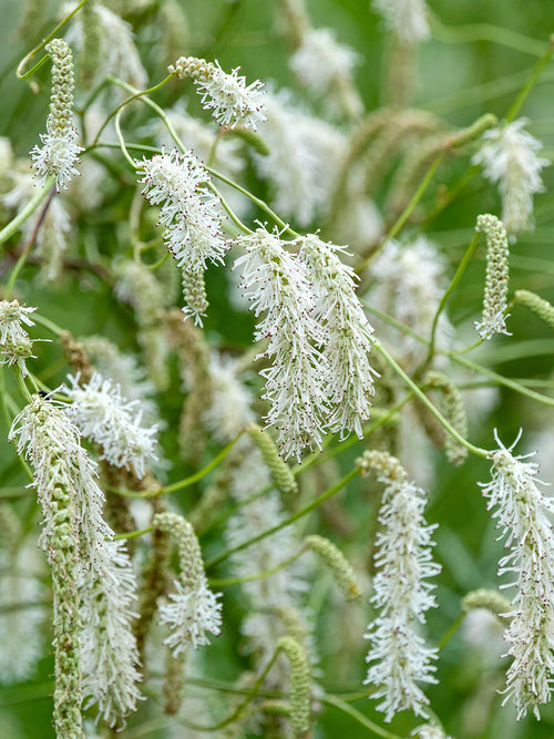Fleurs blanches légères de Sanguisorba ‘Korean Snow’