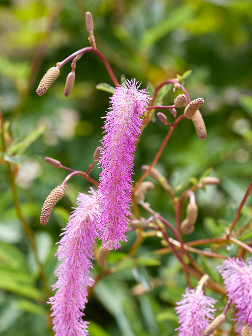 Sanguisorba Lilac Squirrel (Pimprenelle)