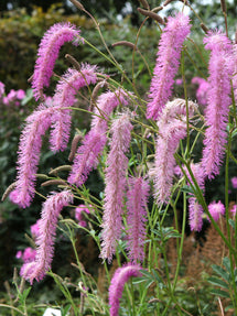Sanguisorba Lilac Squirrel (Pimprenelle)