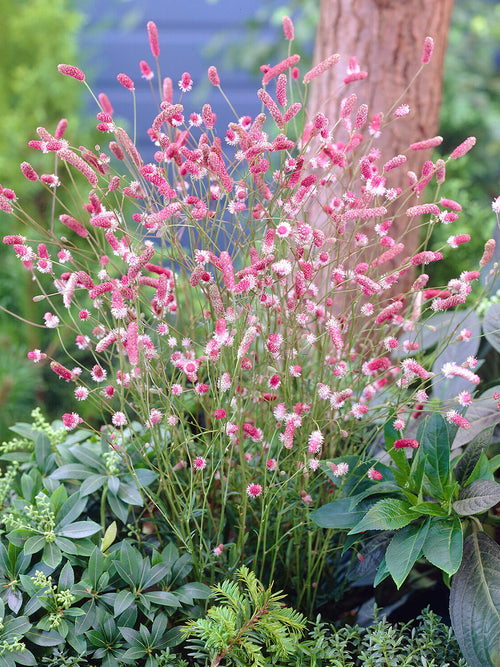 Épis floraux roses de Sanguisorba ‘Pink Tanna’ dans le jardin