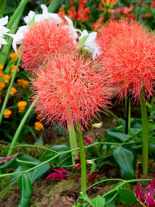 Lys sanguin en pleine floraison avec fleurs rouges en forme de boule