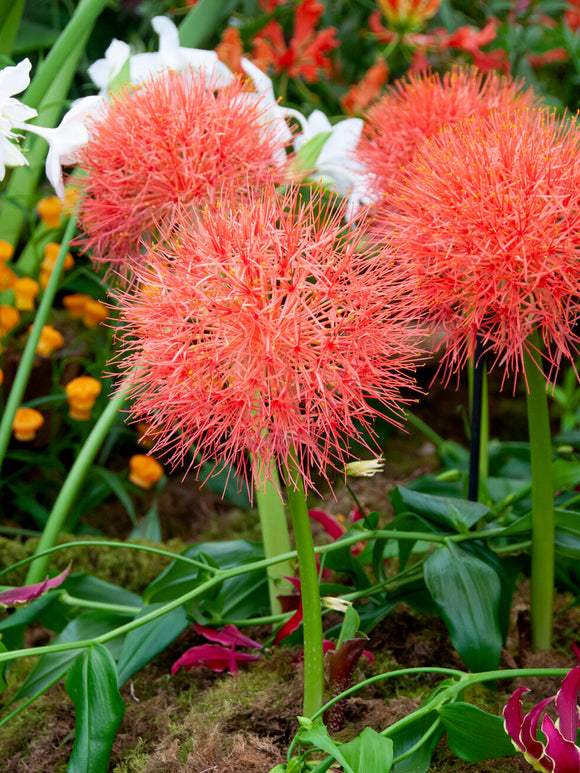 Lys sanguin en pleine floraison avec fleurs rouges en forme de boule