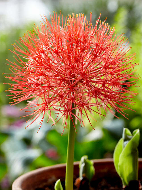 Scadoxus multiflorus avec inflorescence rouge sphérique au-dessus du feuillage vert