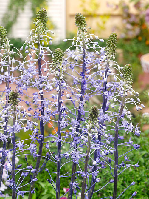 Scilla hyacinthoides ‘Blue Arrow’ avec hautes fleurs bleu clair en fin de printemps