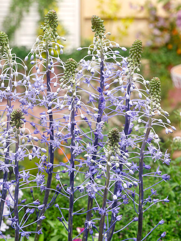 Scilla hyacinthoides ‘Blue Arrow’ avec hautes fleurs bleu clair en fin de printemps
