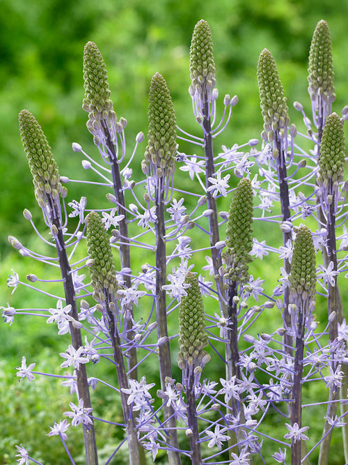 Gros plan des fleurs étoilées bleu tendre de Scilla hyacinthoides ‘Blue Arrow’