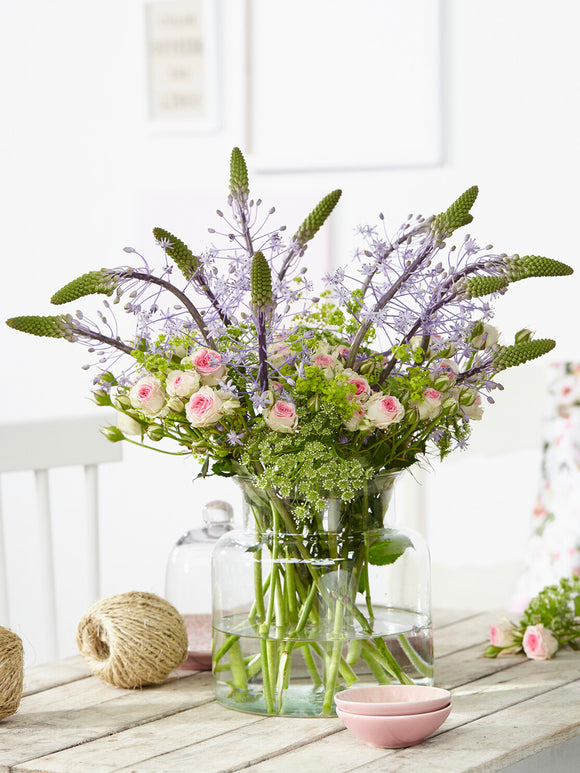 Scilla hyacinthoides ‘Blue Arrow’ plantée en groupe dans un massif ensoleillé