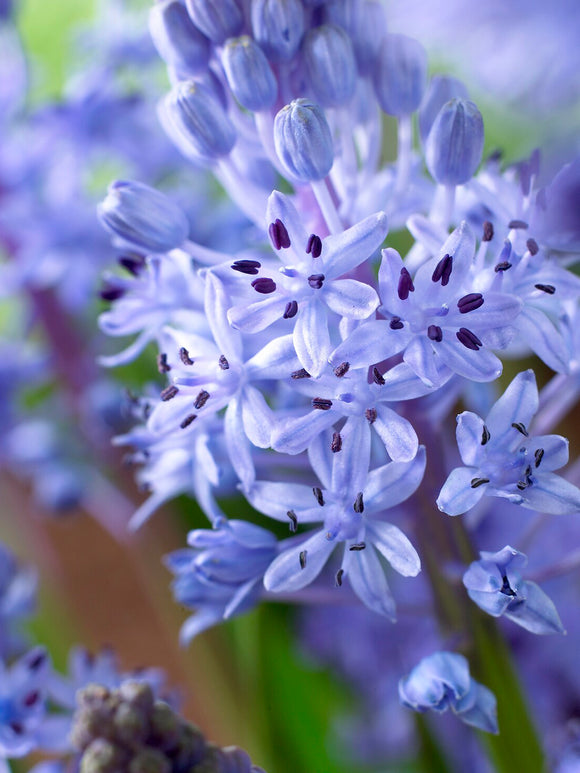 Scilla litardierei