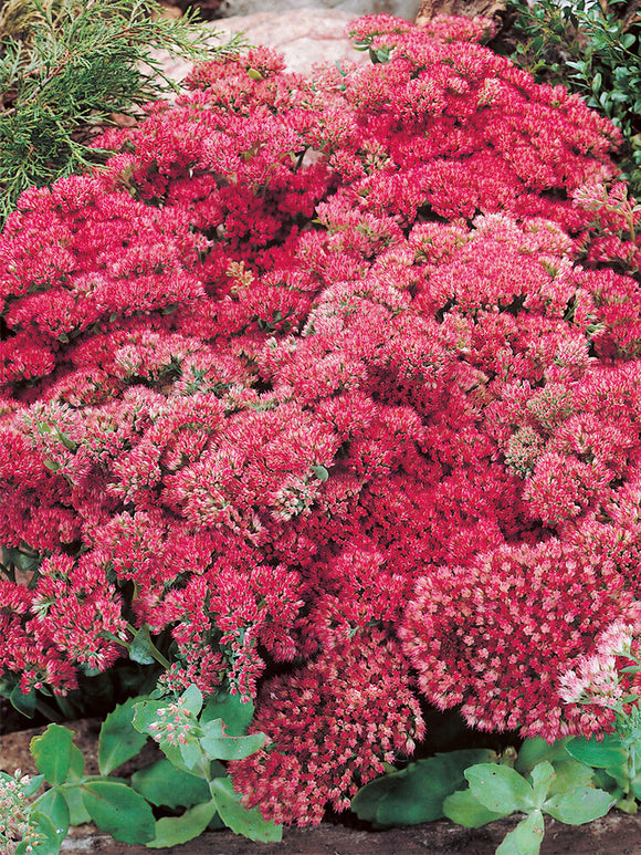 Sedum Autumn Joy Herbstfreude (Orpin)