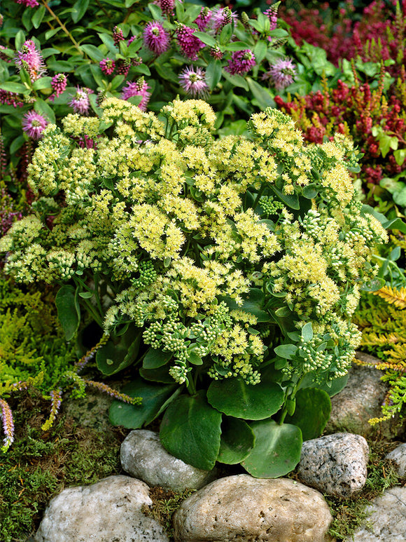 Acheter Sedum Sunkissed (Orpin)
