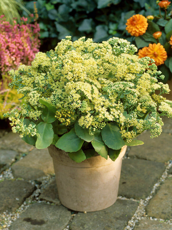 Sedum Sunkissed (Orpin)