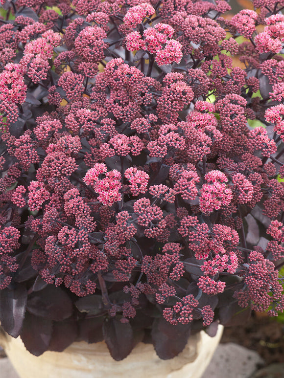 Acheter Sedum Xenox (Orpin)