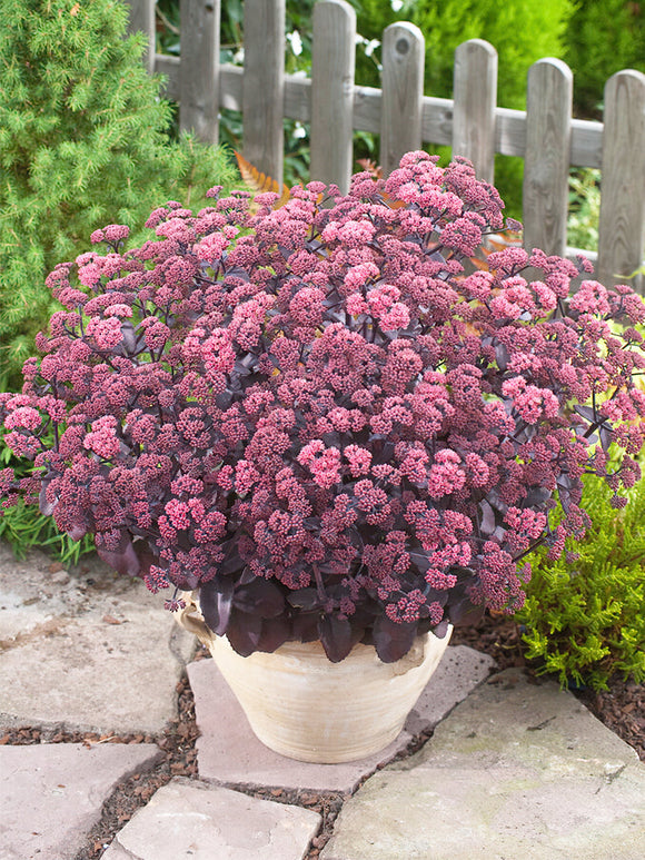 Sedum Xenox (Orpin)