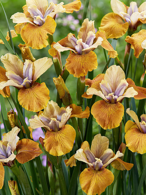 Iris de Sibérie Colonel Mustard - Plantes à racines nues
