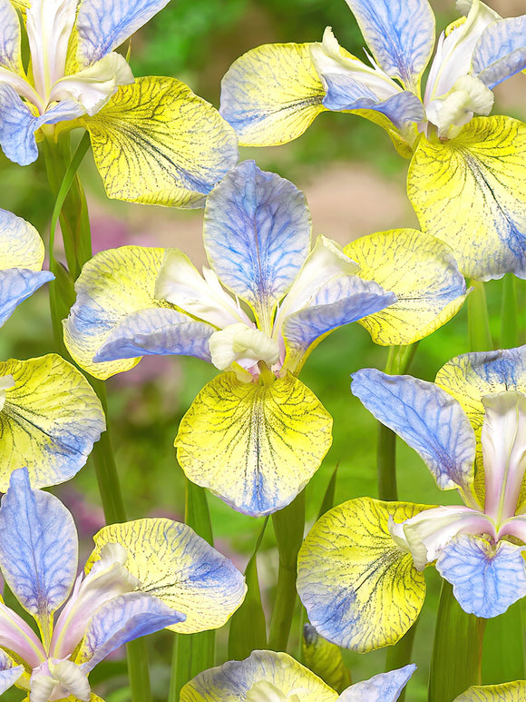 Iris de Sibérie Tipped in Blue - Plantes à racines nues
