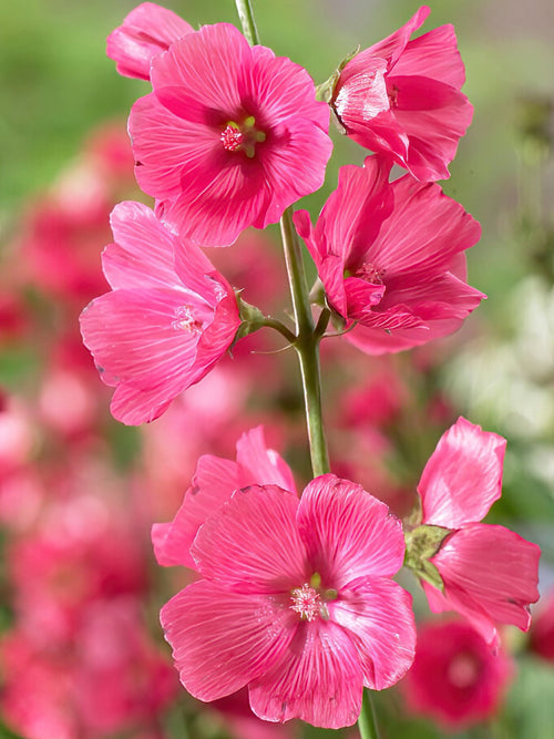 Sidalcée (Sidalcea) 'Rose Bouquet' - Plantes vivaces rustiques