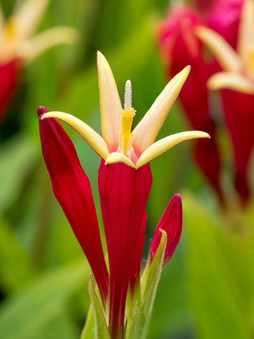 Acheter Spigelia marilandica 'Little Redhead' en racines nues, livraison au printemps
