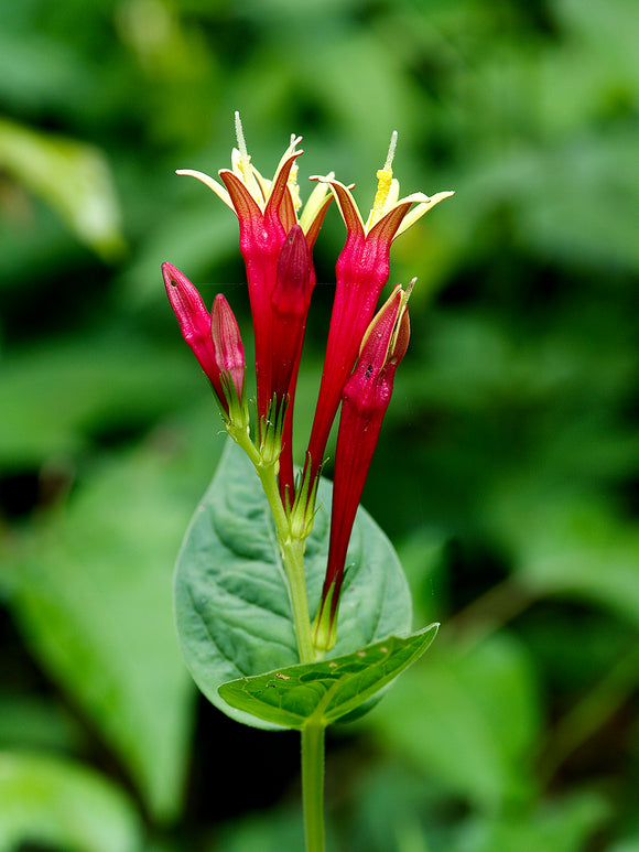 Spigelia marilandica 'Little Redhead' en racines nues pour plantation printanière