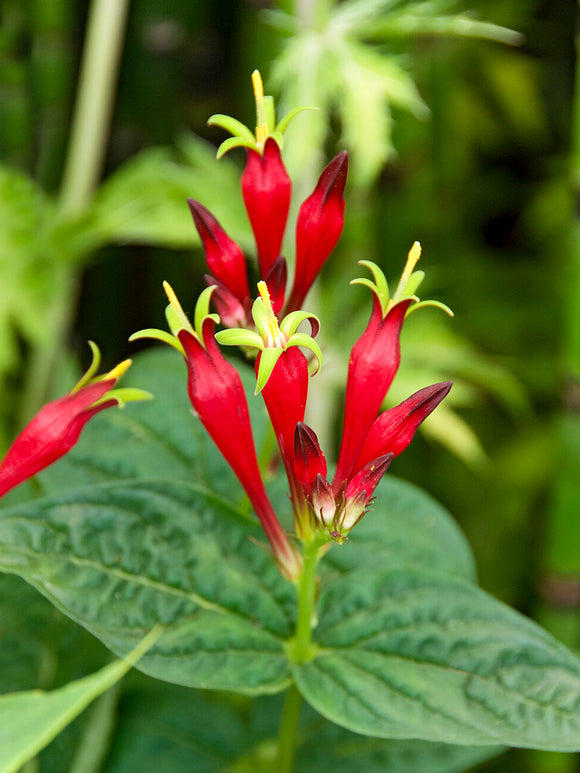 Spigelia 'Little Redhead' (Indian Pink) aux fleurs rouge écarlate